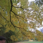 Herbstliche Stimmung in Seebenstein